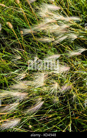Close-up von Gräsern; Vandaveer Ranch; Salida, Colorado, USA Stockfoto