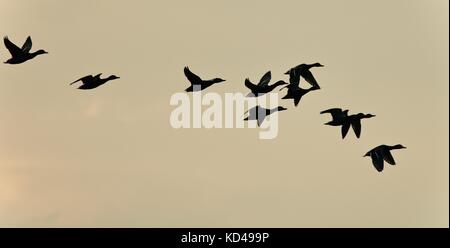 Hintergrund mit einem Schwarm Enten fliegen in den Himmel Stockfoto