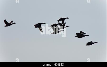 Foto von einem Schwarm Enten fliegen in den Himmel Stockfoto