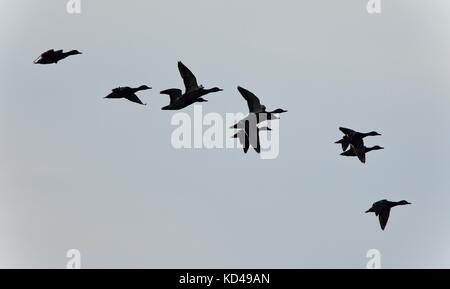 Bild mit einem Schwarm Enten fliegen in den Himmel Stockfoto