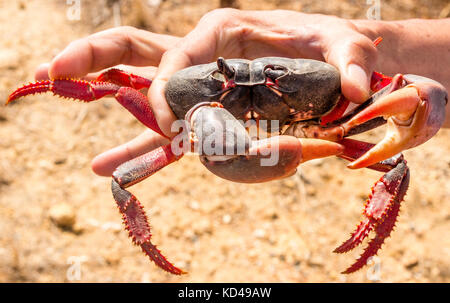 Kubanische Mann hält ein rotes land Crab, gecarcinus ruricola, am Strand in der Nähe von Trinidad, Kuba, Karibik Stockfoto