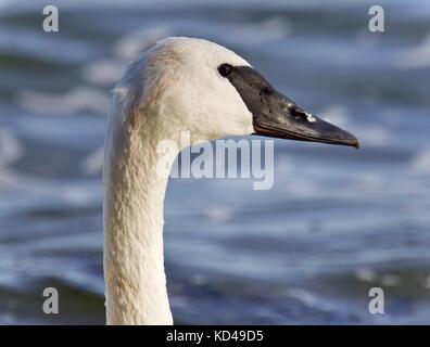 Isolierte Bild mit einem trompeter Schwan, Stockfoto