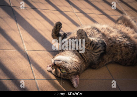 Cat spielt auf einem Balkon Stockfoto