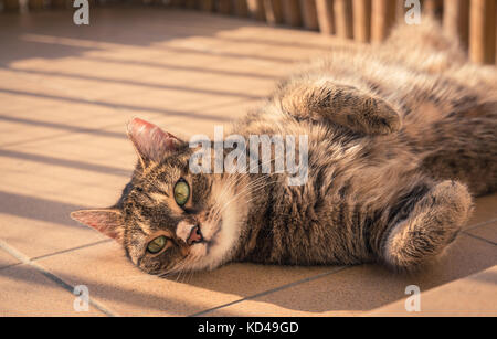 Cat spielt auf einem Balkon Stockfoto