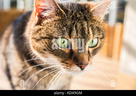 Katze in etwas auf dem Boden interessiert. Katze etwas sah. Stockfoto