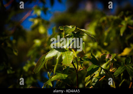 Das Land, die Domäne der Natur, Virginia Beach, Virginia Stockfoto