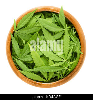 Cannabis Blätter in Houten. Frische hanf Blätter von Cannabis ruderalis. Niedrige THC-arten wie Kaffee und in der Volksmedizin verwendet. Foto. Stockfoto