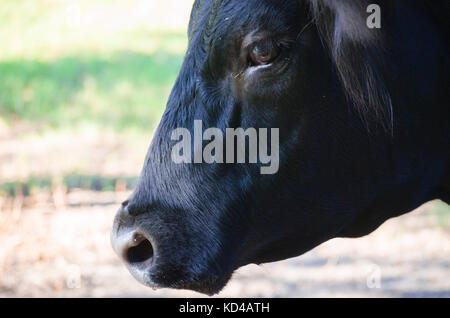 Seite Profil von schwarz Lenkung ein Land Bauernhof, zeigt authentische Landwirtschaft lifestyle closeup und Persönliche mit dem Tier. Stockfoto