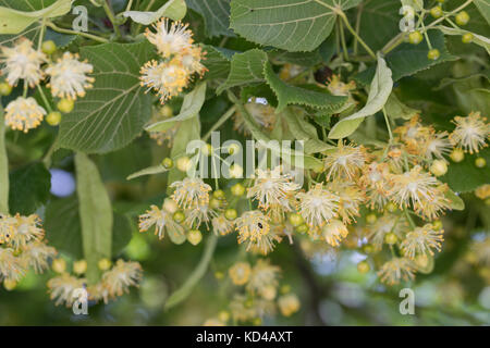 Linde, Lindenblüte, Lindenblüten, Holländische Linde, Hybridlinde, Hybrid-Linde, Tilia x europaea, Tilia x vulgaris, Tilia cordata x Tilia platyphyllo Stockfoto