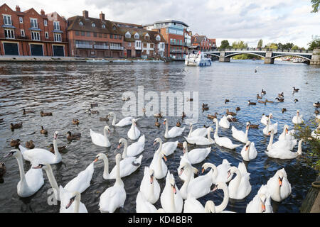 River Thames at Windsor, mit einer Gruppe von Schwanen, Windsor, England Stockfoto