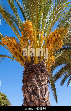 Eine Nahaufnahme der gelben Frucht, wächst auf der Palme. Stockfoto