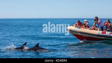 Portugal - 12. September 2017: Eine Dolphin Watching Boot vor der Küste von Lagos an der Algarve, Portugal, am 12. September 2017. Stockfoto