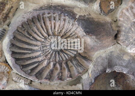 Ammonit in einer Wand in Kolumbien Stockfoto