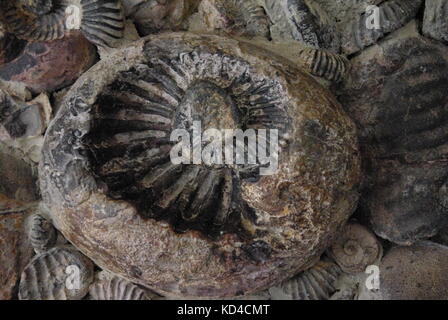 Ammonit in einer Wand in Kolumbien Stockfoto