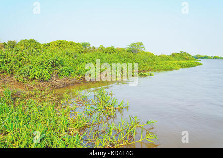 Pantanal Landschaft mit dem Fluss und grüne Vegetation am Ufer. Schönen klaren blauen Himmel, Wasser des Flusses und Wasserpflanzen über w Stockfoto
