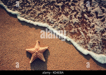 Seastar oder Meer Seestern stehen auf dem Strand Stockfoto