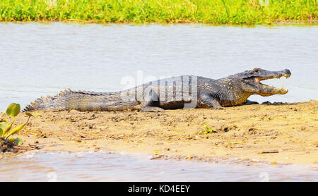 Alligator nehmen ein Sonnenbad auf einer Sandbank am Rande eines Flusses im Pantanal, Brasilien. Alligator mit offenen Mund, voller Körper. Stockfoto