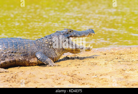 Alligator nehmen ein Sonnenbad auf einer Sandbank am Rande eines Flusses im Pantanal, Brasilien. Alligator mit offenen Mund, aus der Nähe. Stockfoto