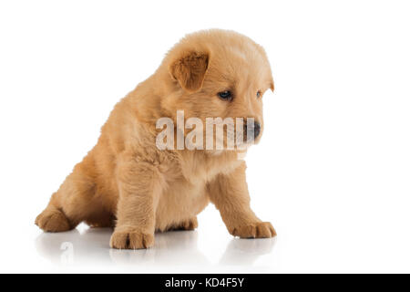 Flauschige Chow-chow Welpe, isoliert Stockfoto