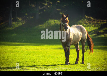 Pferd im Feld erschossen Stockfoto
