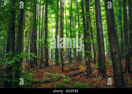 Schöne Natur am Morgen in den nebligen Frühlingswald mit Sonnenschein Stockfoto