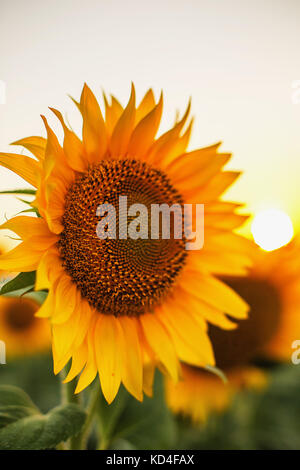 Sonnenblumen in die Felder bei Sonnenuntergang Stockfoto