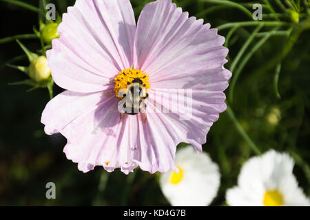 Nahaufnahme eines Bumble Bee Pollen sammeln in einem rosa Blume. Eine Spinne ist auch auf einem Blütenblatt in der Nähe von das Zentrum der Blüte. Stockfoto