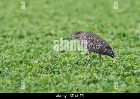 Kinder schwarz - gekrönte Nachtreiher (Nycticorax nycticorax), meist kurz als Night Heron in Eurasien, ist eine mittelgrosse Reiher gefunden throughou Stockfoto