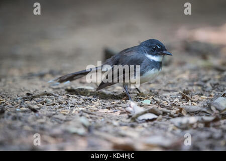 Die Malaysische pied Fantail (Rhipidura Javanica) ist eine Vogelart aus der fantail Familie und eine der 47 Arten in der Gattung Rhipidura. Stockfoto