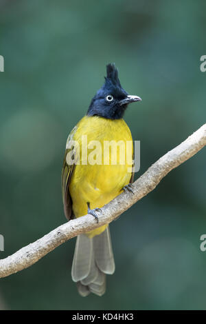 Die black-Crested bulbul (Pycnonotus flaviventris) ist ein Mitglied der Familie der Vögel bulbul) aus. Es ist vom indischen Subkontinent so gefunden Stockfoto