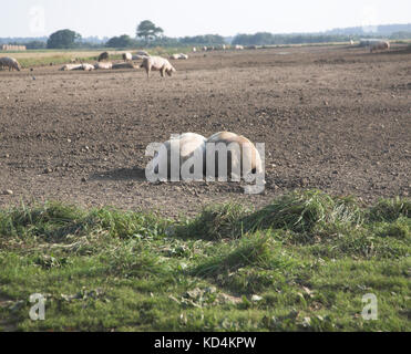 Zwei Schweine zusammen in einem Feld der offenen Landschaft, Suffolk, England, Großbritannien Stockfoto