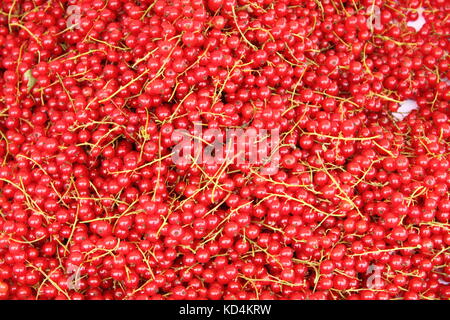 Frisch rote Johannisbeere Beeren gepflückt Stockfoto