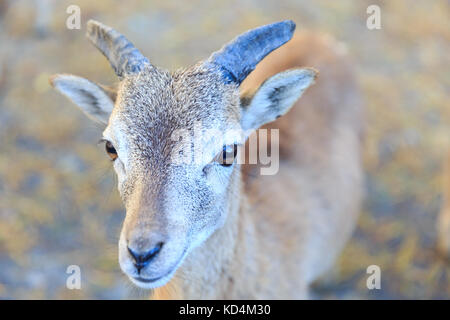 Junger europäischer Mufflonram, Ovis musimon, Closeiup, Deutschland Stockfoto