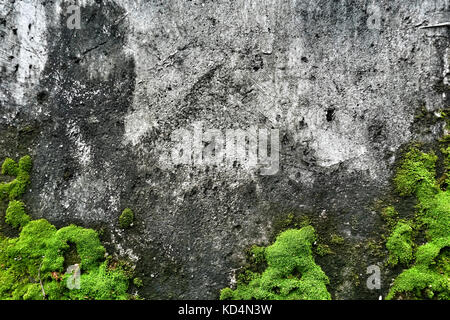 Alte weiße Wand mit grünem Moos für Hintergrund Stockfoto