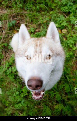 Siberian Husky ungewöhnlich rote Farbe sucht wartet auf Befehl oder köstliche beim Spaziergang behandelt Stockfoto