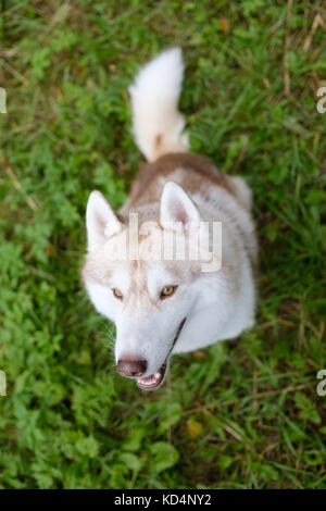 Siberian husky ungewöhnlich rote Farbe sucht wartet auf Befehl oder köstliche beim Spaziergang behandelt Stockfoto