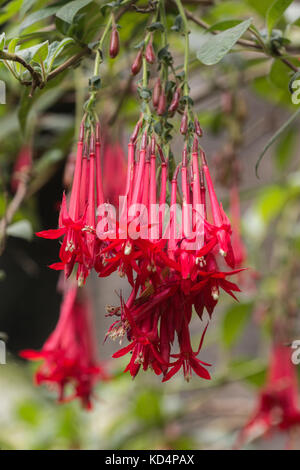 Nahaufnahme der Fuchsia boliviana Blume auf einem Garten. Stockfoto