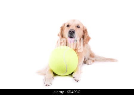 Labrador Golden Retriever Vor Weissem Hintergrund Studio Isoliert Stockfotografie Alamy