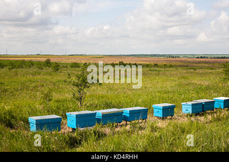 Eine Reihe der Bienenvölker in einem Feld von Blumen Stockfoto