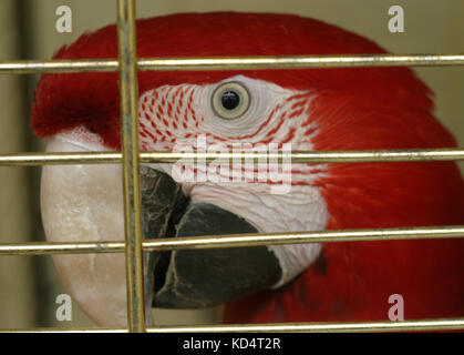 Leuchtend rote Papagei in einem Käfig mit Gold Bars. Stockfoto