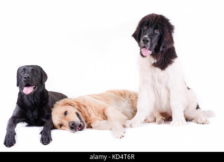 Gruppe unterschiedlicher Rasse Hund vor weißem Hintergrund Stockfoto