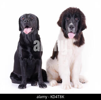 Gruppe unterschiedlicher Rasse Hund vor weißem Hintergrund Stockfoto