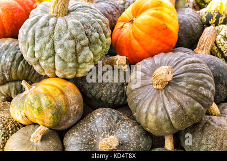 Sortierte bunte Kürbisse und Kürbisse. Nahaufnahme Stockfoto