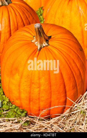 Kürbis in der Nähe in einem outdoor Pumpkin Patch. Nahaufnahme der selektiven Fokus auf Textur und Farbe. Süße Marienkäfer sichtbar. Stockfoto
