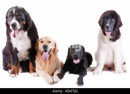 Gruppe unterschiedlicher Rasse Hund vor weißem Hintergrund Stockfoto