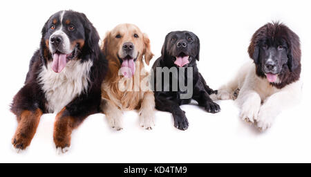 Gruppe unterschiedlicher Rasse Hund vor weißem Hintergrund Stockfoto