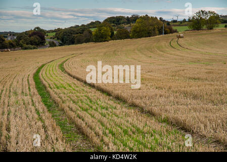 Heuballen im Feld Stockfoto