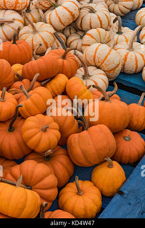 Kürbisse, Cattaraugus County, New York Stockfoto