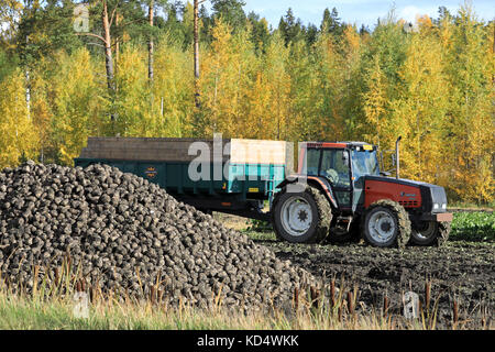 Salo, Finnland - 6. Oktober 2017: Stapel von geernteten Zuckerrüben und hinter Valmet 8200 Traktoren und Anhänger auf Feld während der Ernte in Sout Stockfoto