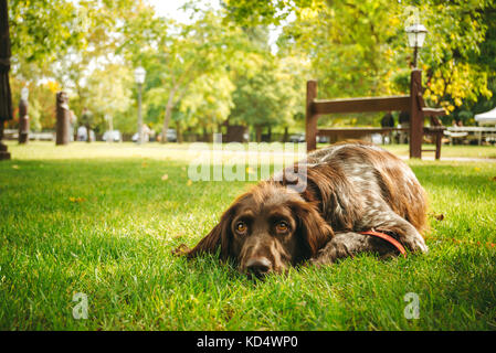 Ein brauner Jagdhund ist allein liegen auf grünem Gras und wartet auf die Eigentümer. Es ist eine deutsche Langhaar Zeiger, Gun Dog Stockfoto